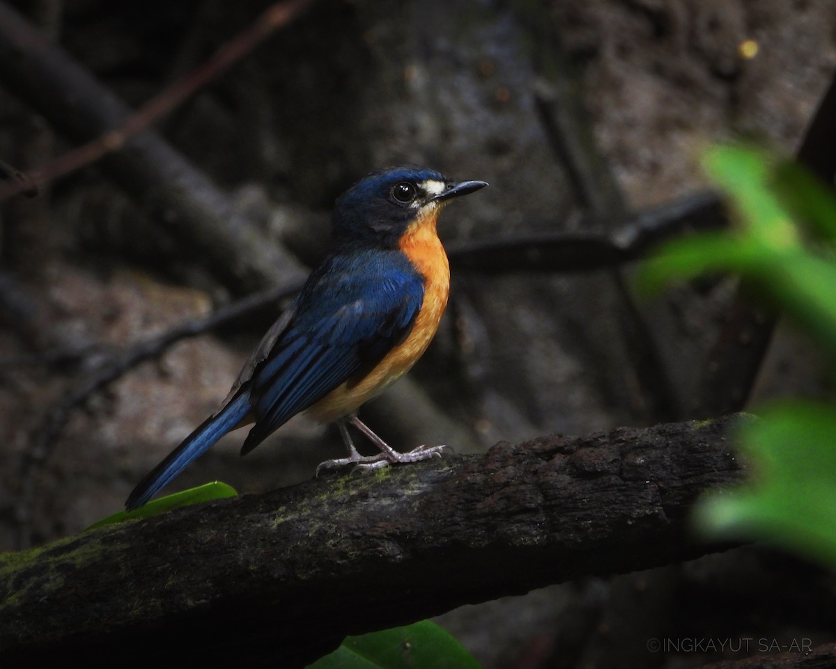 Mangrove Blue Flycatcher - ML583075291