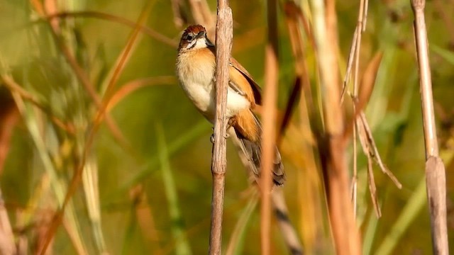 Moustached Grass-Warbler - ML583076031