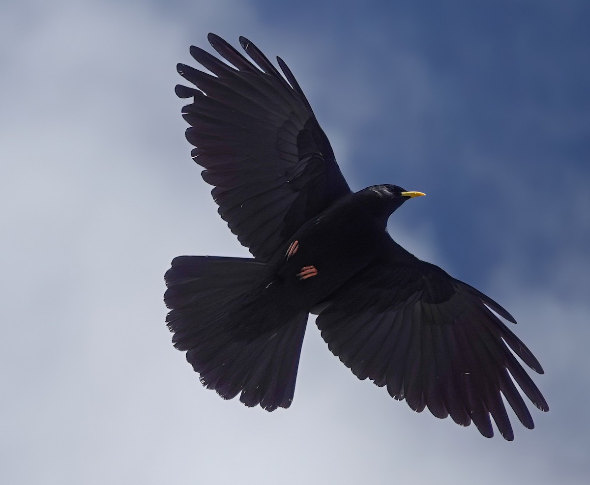 Yellow-billed Chough - ML583076661