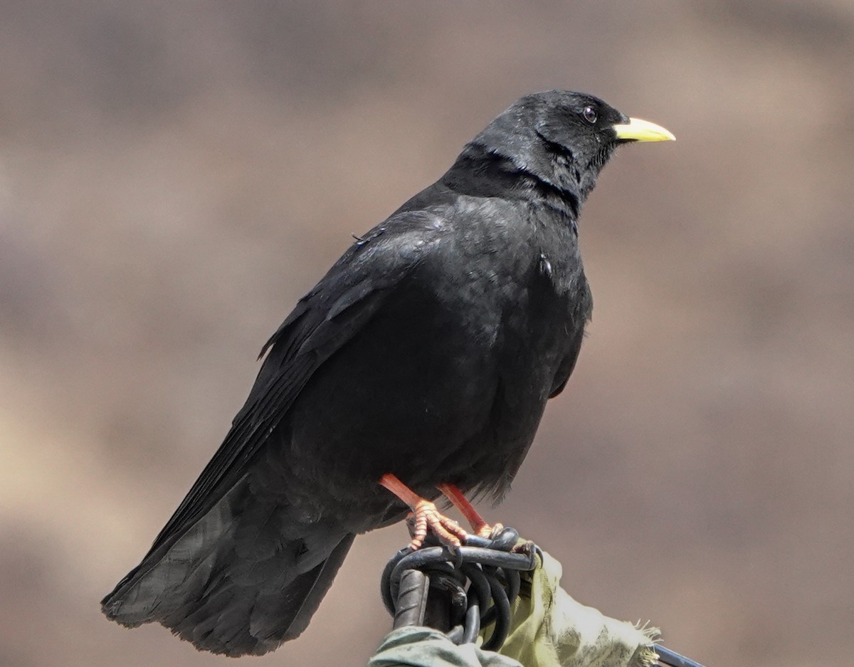 Yellow-billed Chough - ML583076671