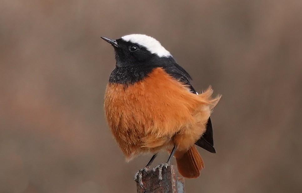 White-winged Redstart - ML583076691