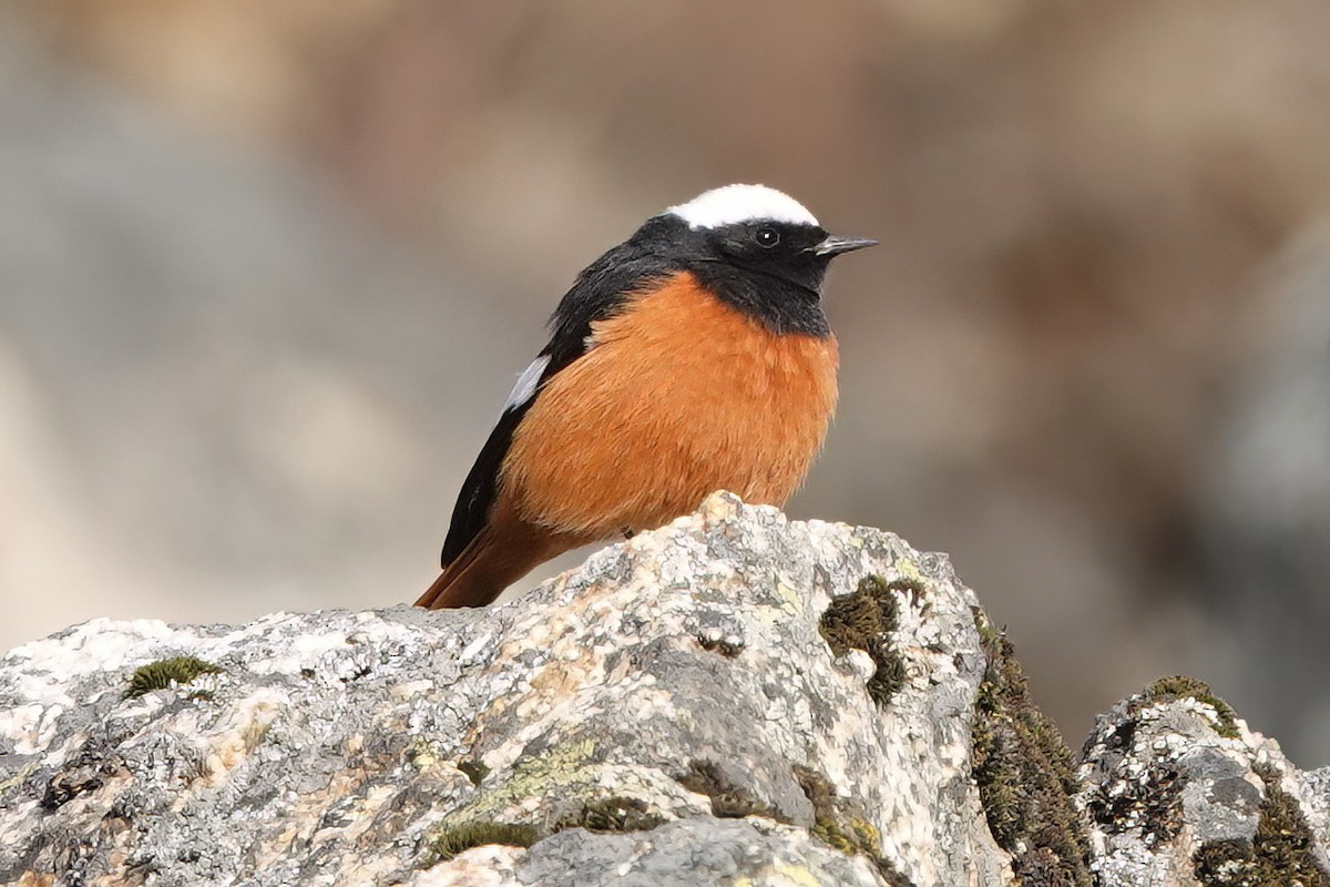 White-winged Redstart - ML583076711