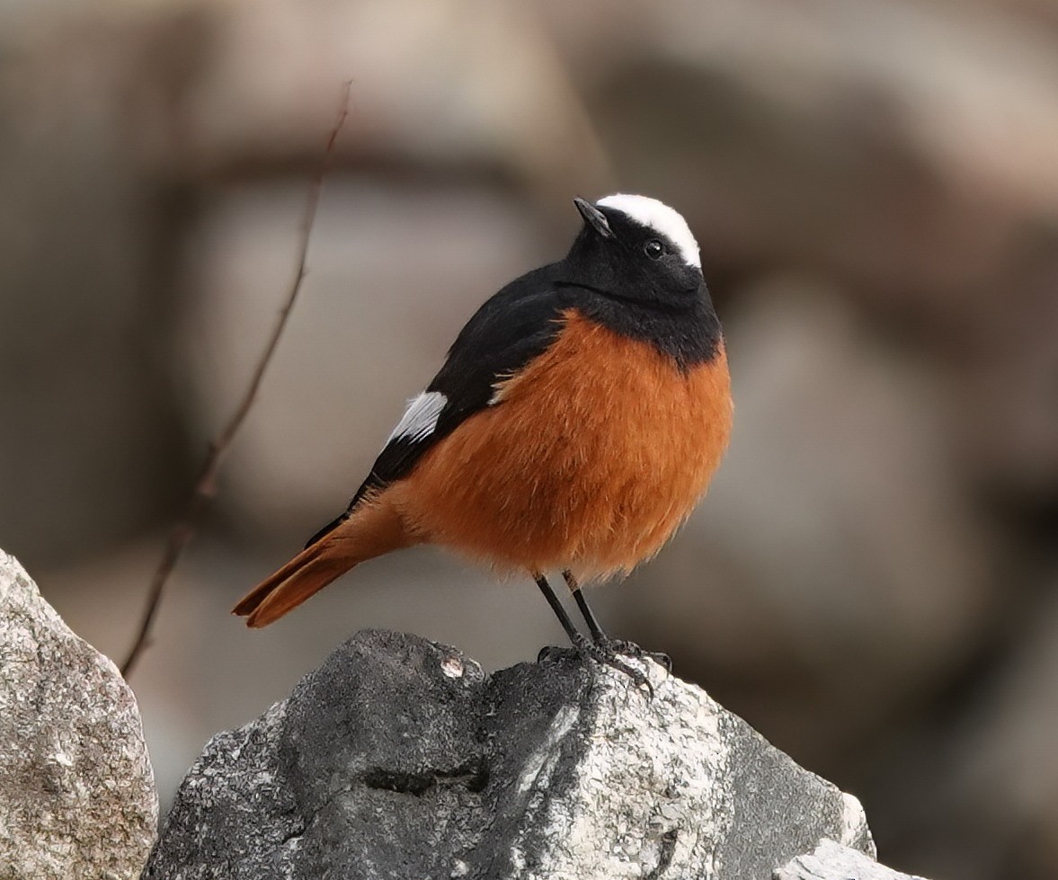 White-winged Redstart - ML583076721