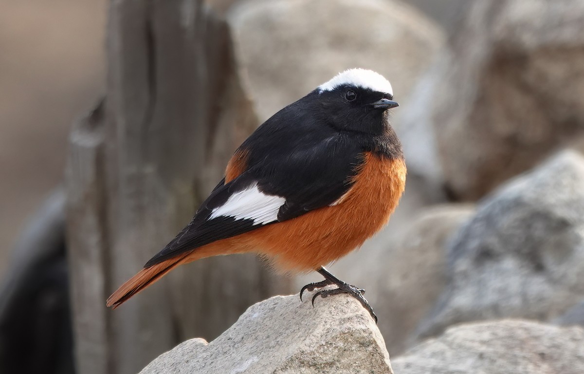 White-winged Redstart - ML583076731