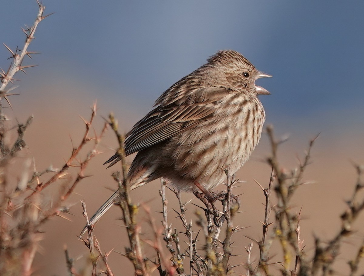 Himalayan Beautiful Rosefinch - Roman Suffner