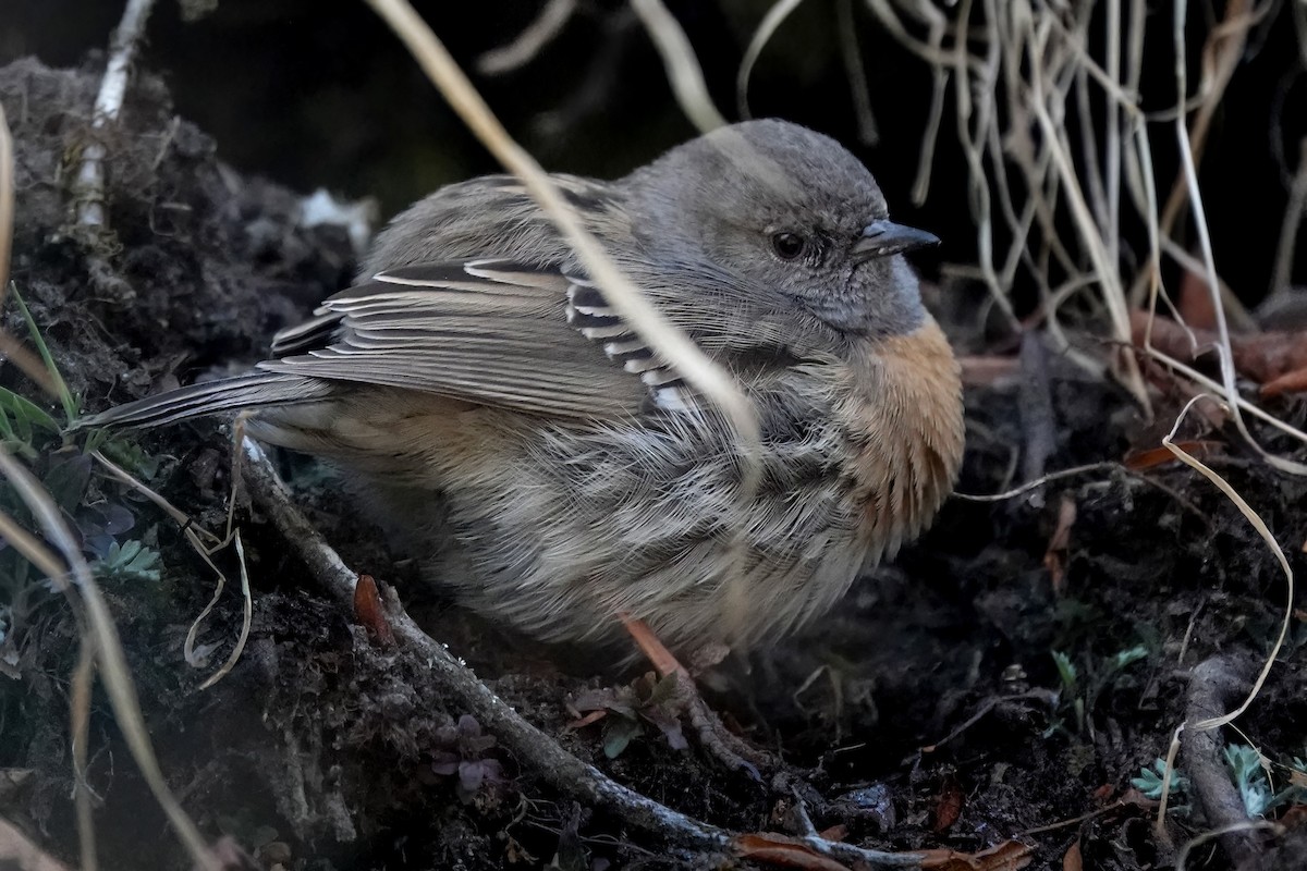 Robin Accentor - ML583076801