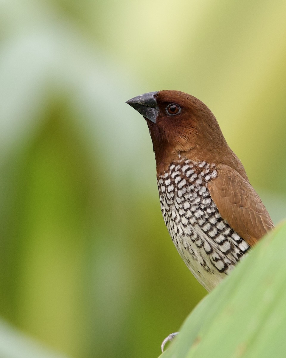 Scaly-breasted Munia - ML583077291