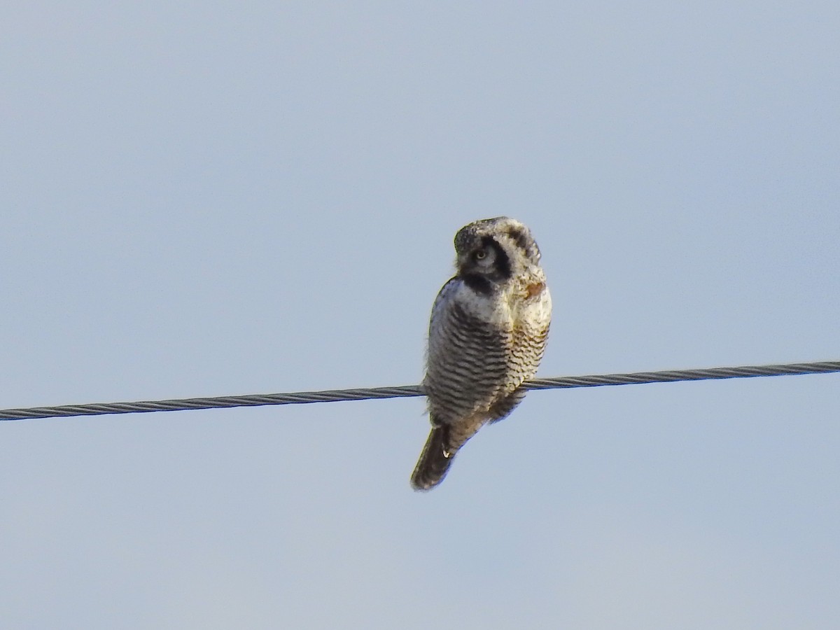Northern Hawk Owl - ML583078871