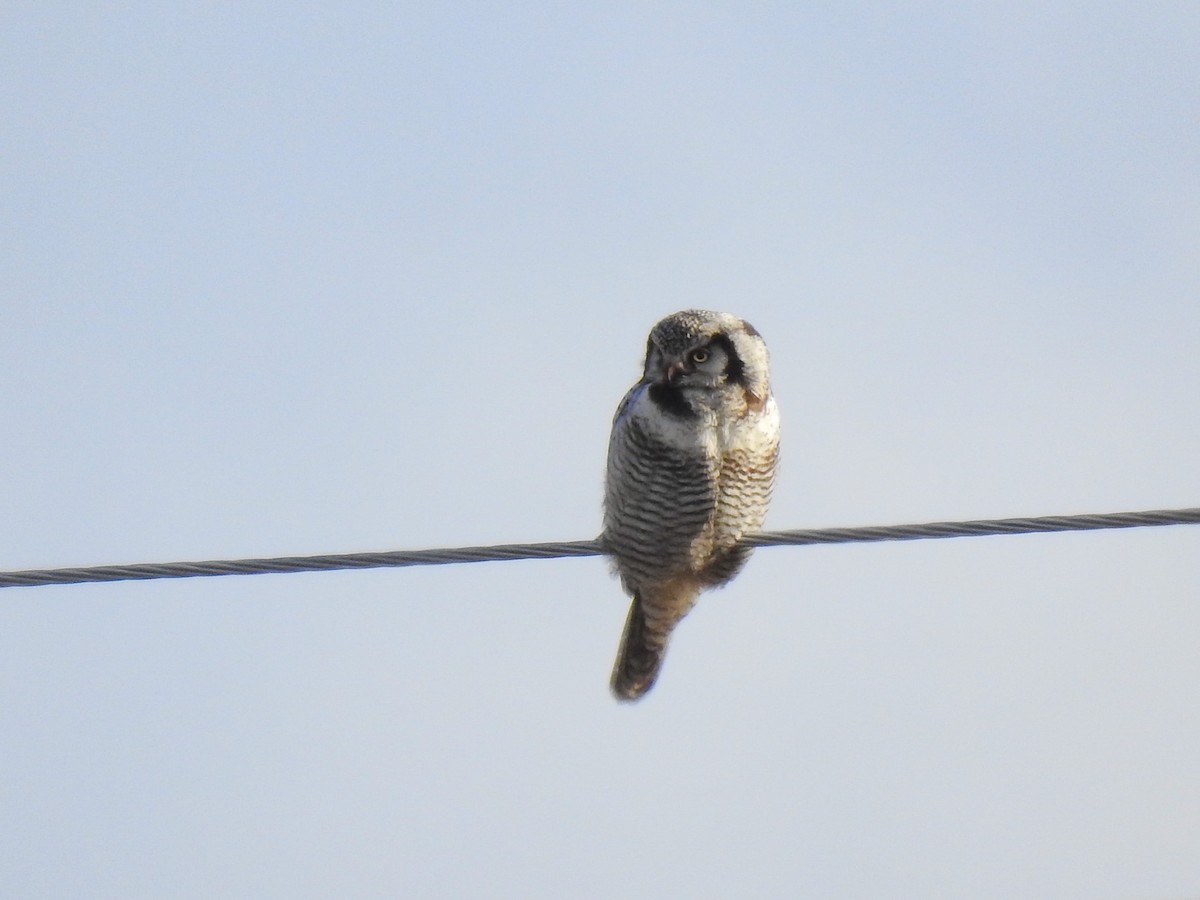Northern Hawk Owl - Luis Bonaño