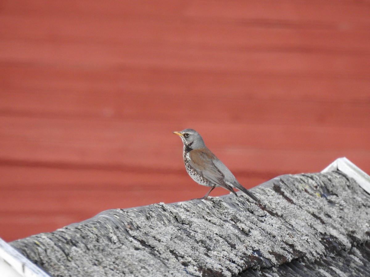 Fieldfare - ML583079651
