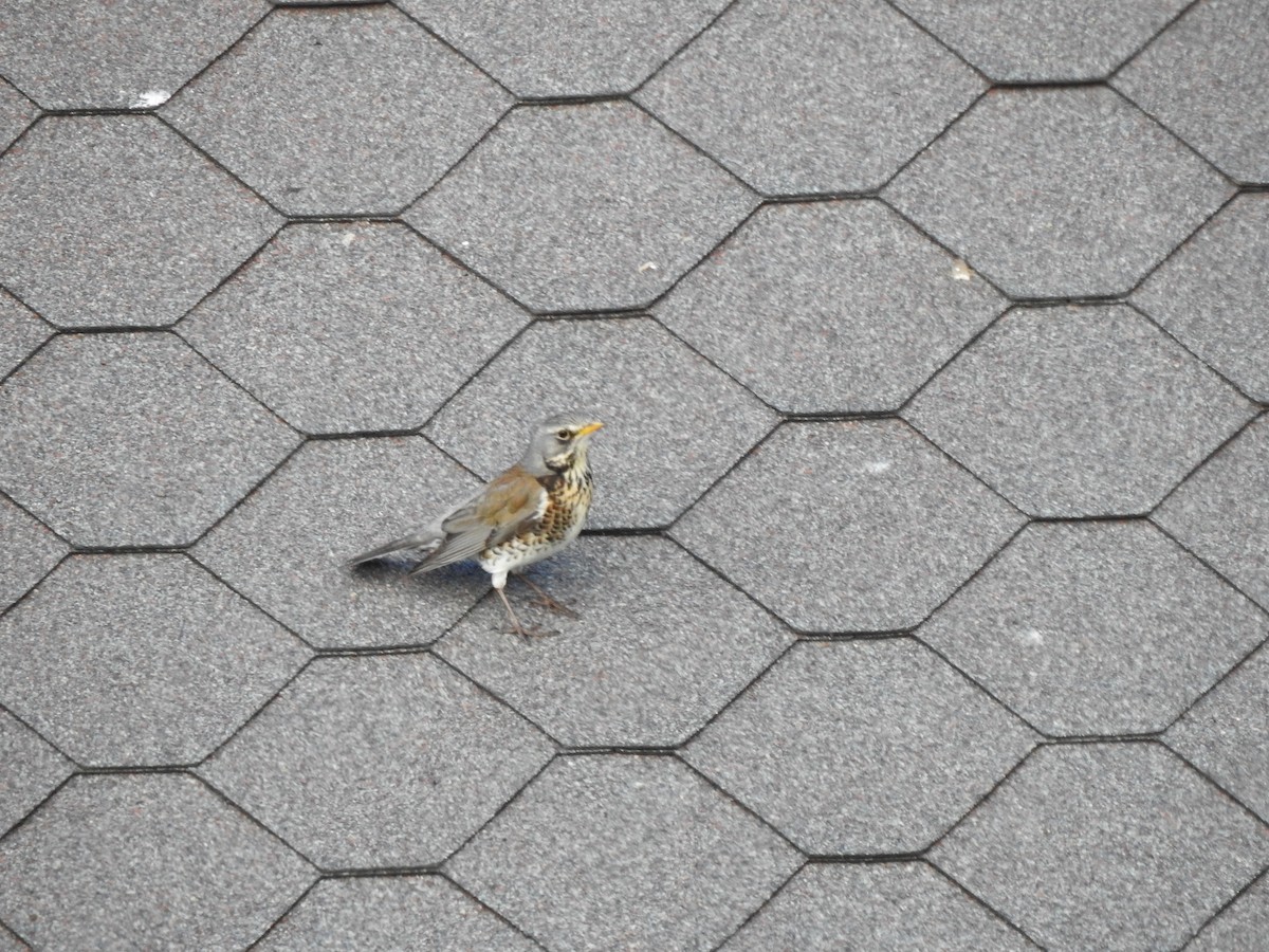 Fieldfare - ML583079661