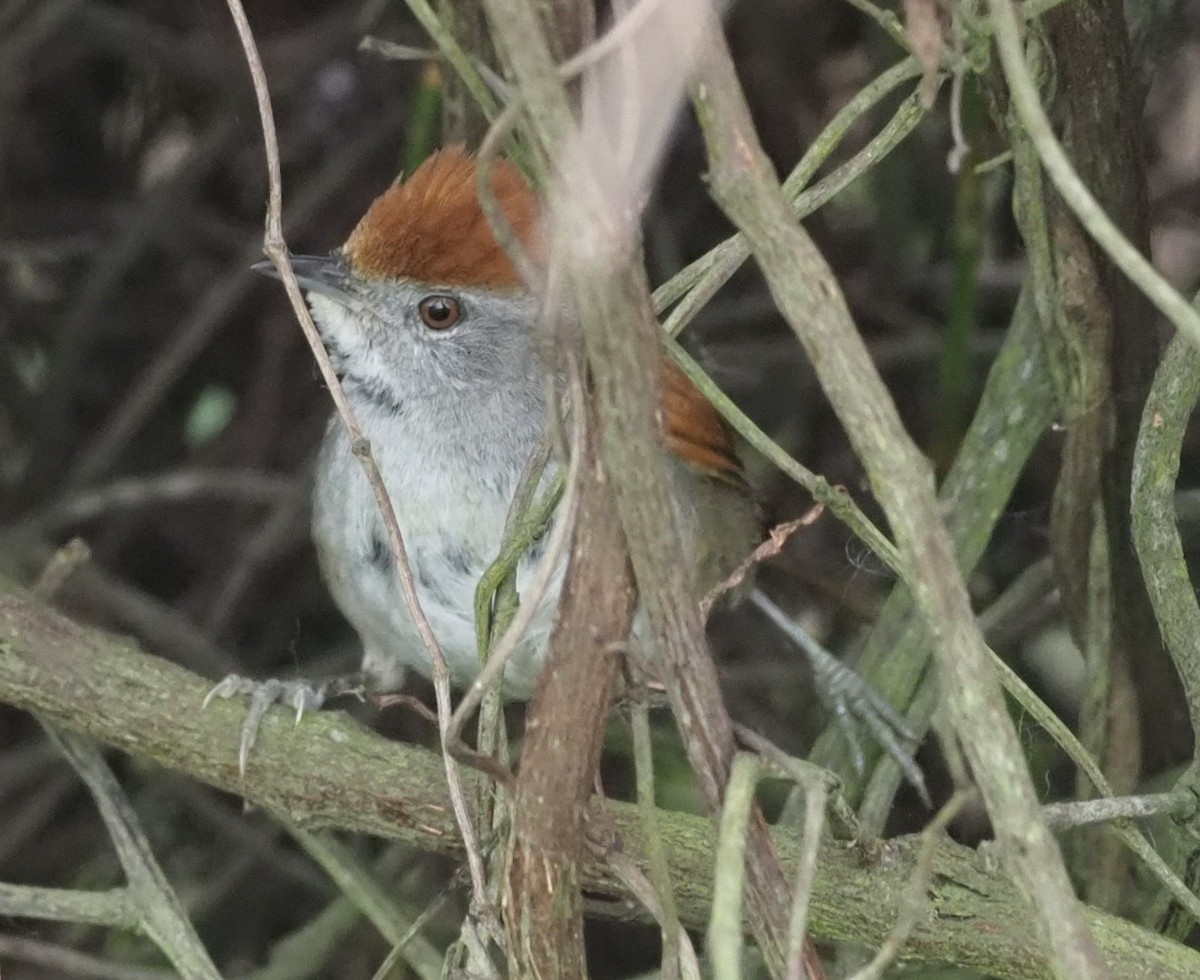 Spix's Spinetail - ML583080661