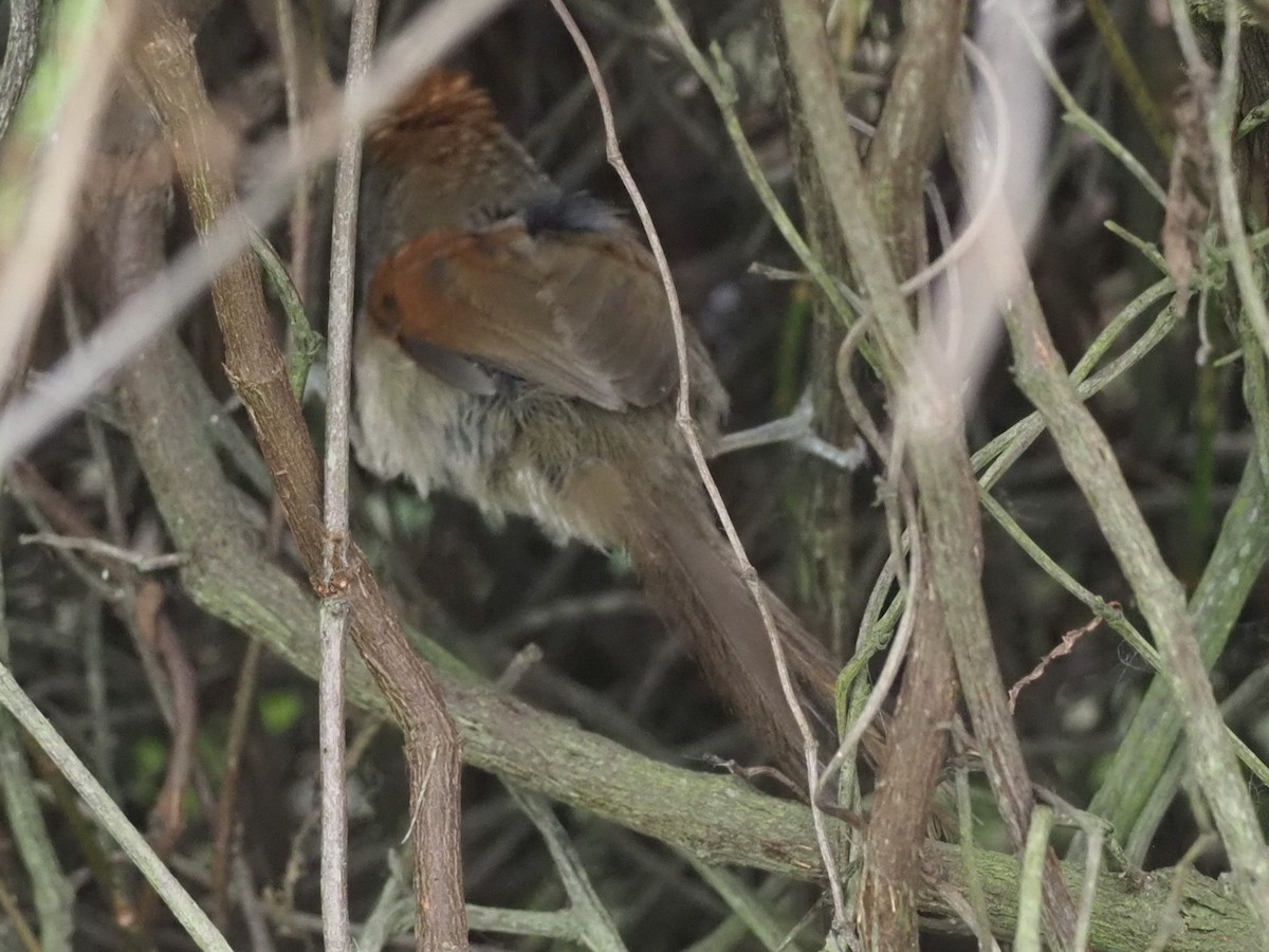 Spix's Spinetail - ML583080691