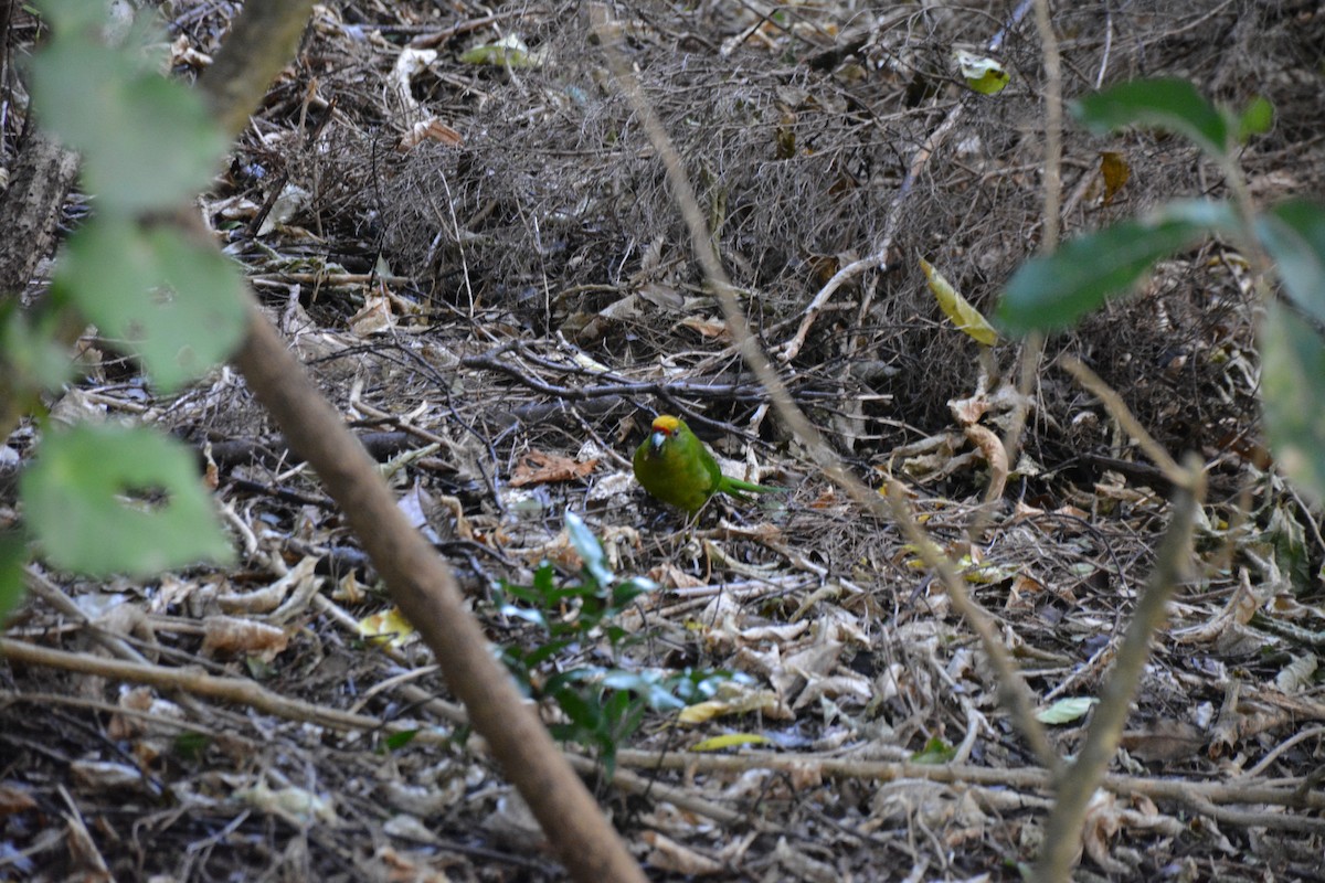 Yellow-crowned Parakeet - ML583081371