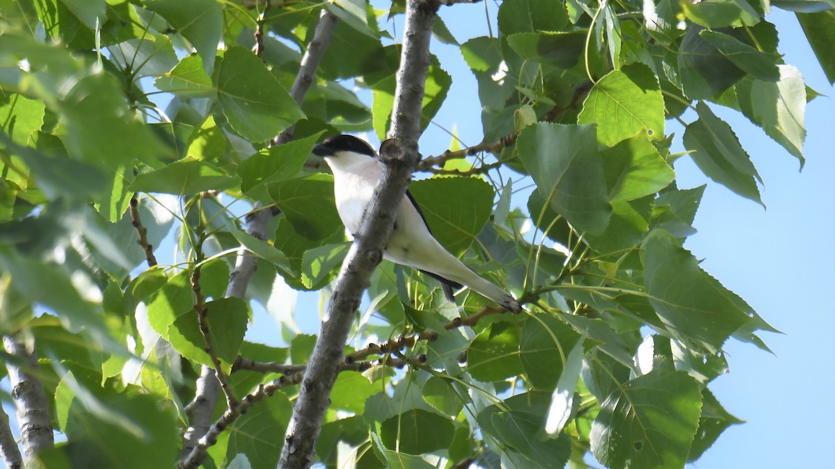 Lesser Gray Shrike - ML583082011