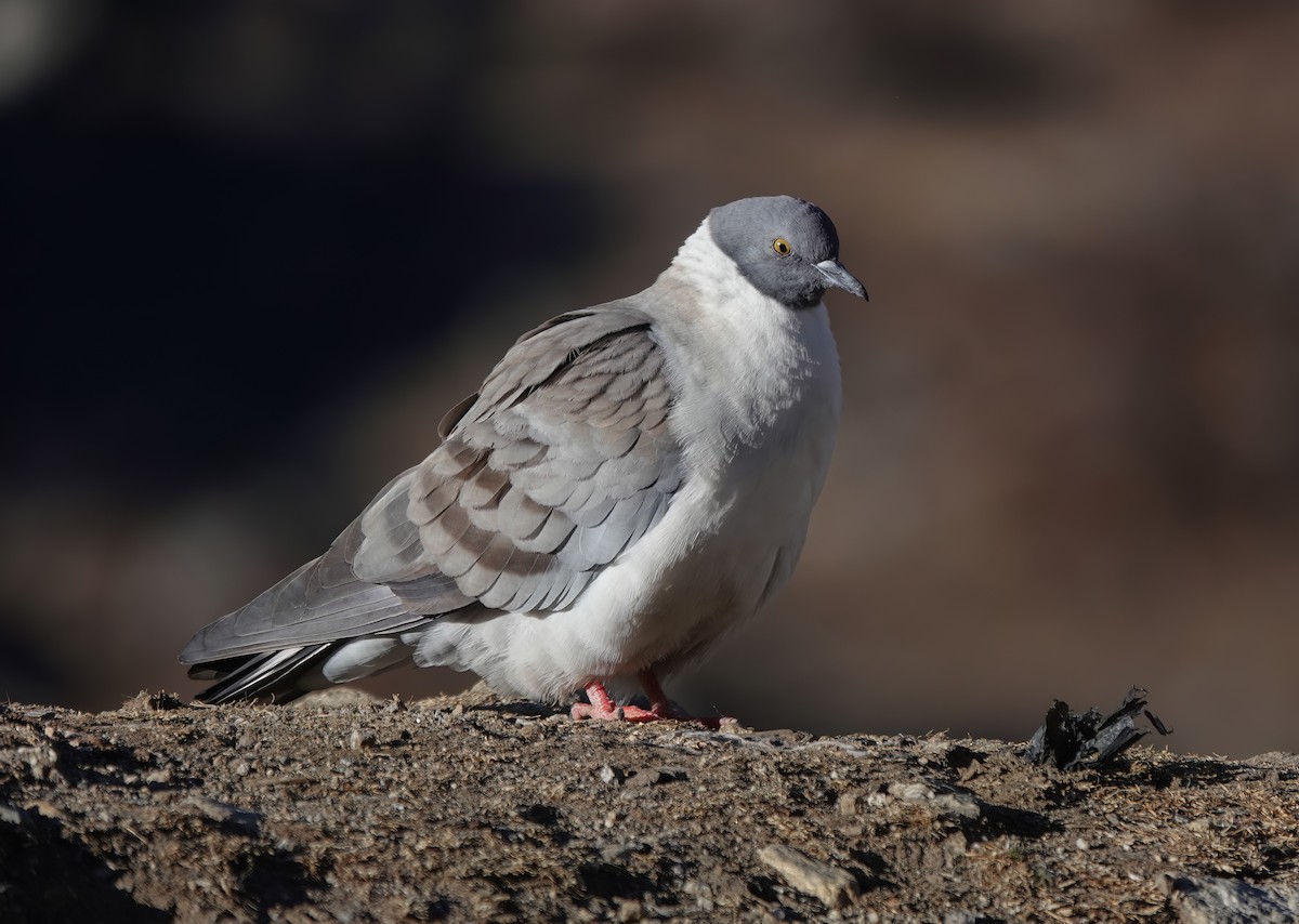 Snow Pigeon - ML583082091