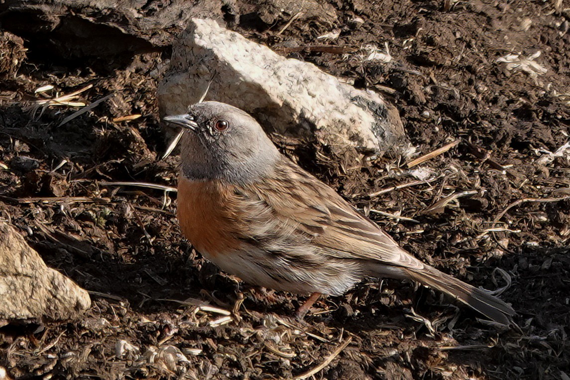 Accenteur rougegorge - ML583082371