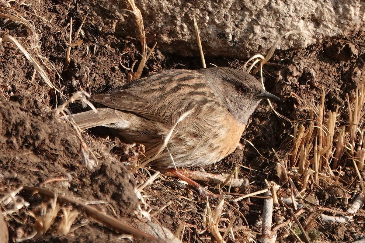 Robin Accentor - ML583082381