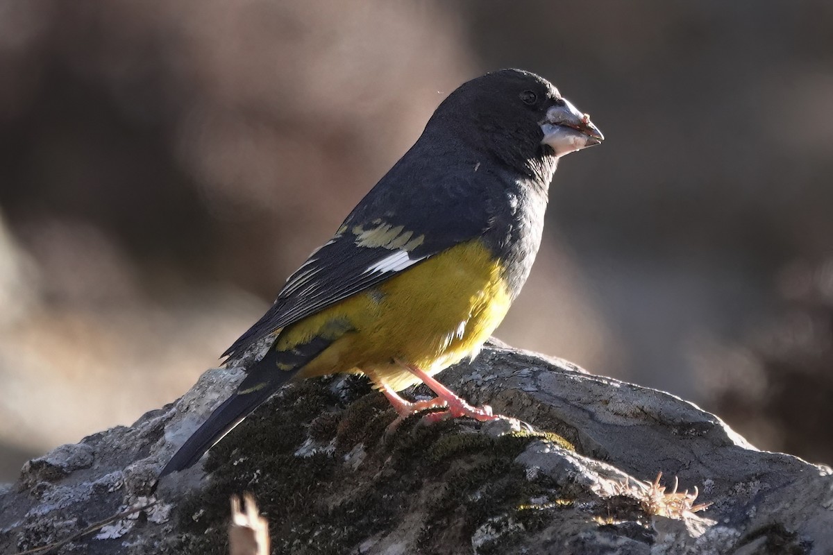 White-winged Grosbeak - Roman Suffner