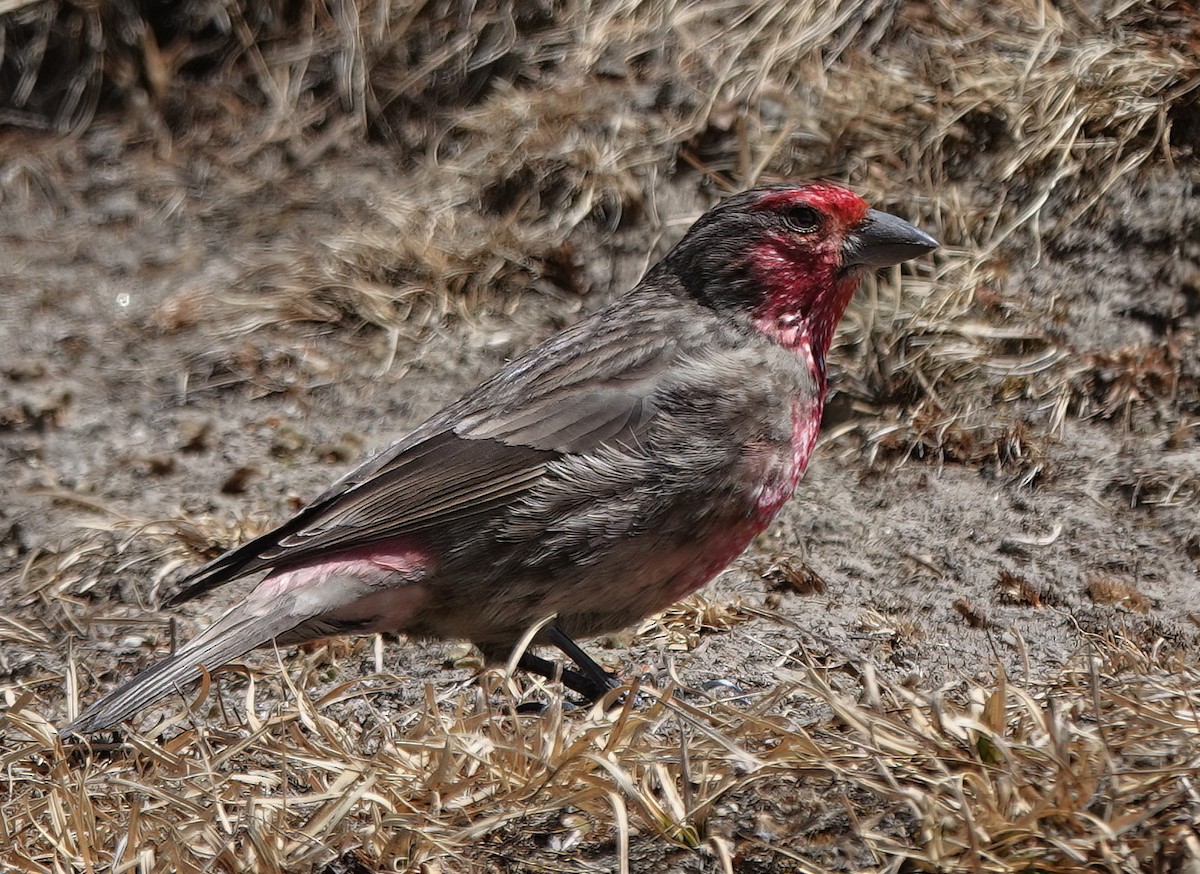 Red-fronted Rosefinch - Roman Suffner