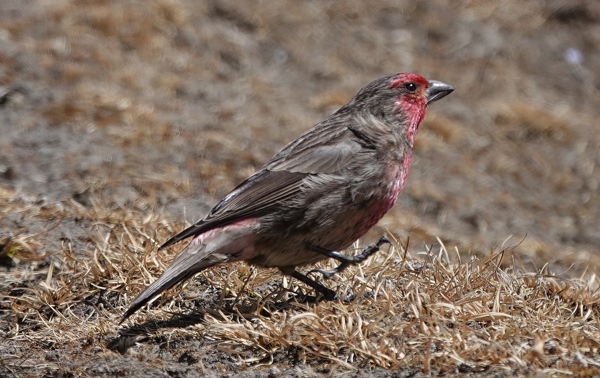 Red-fronted Rosefinch - Roman Suffner