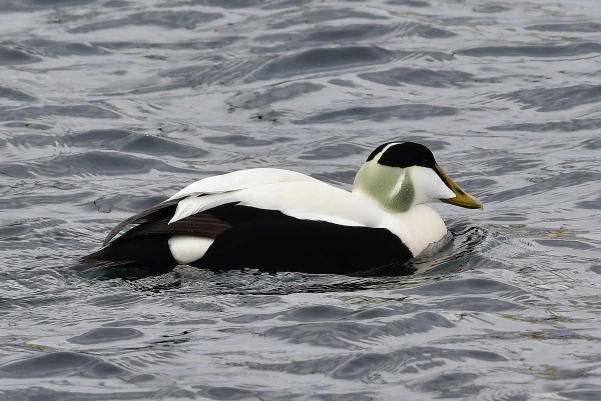 Common Eider - ML583082701