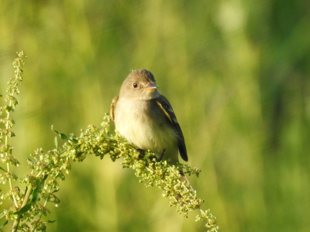 Willow Flycatcher - Mary  McMahon