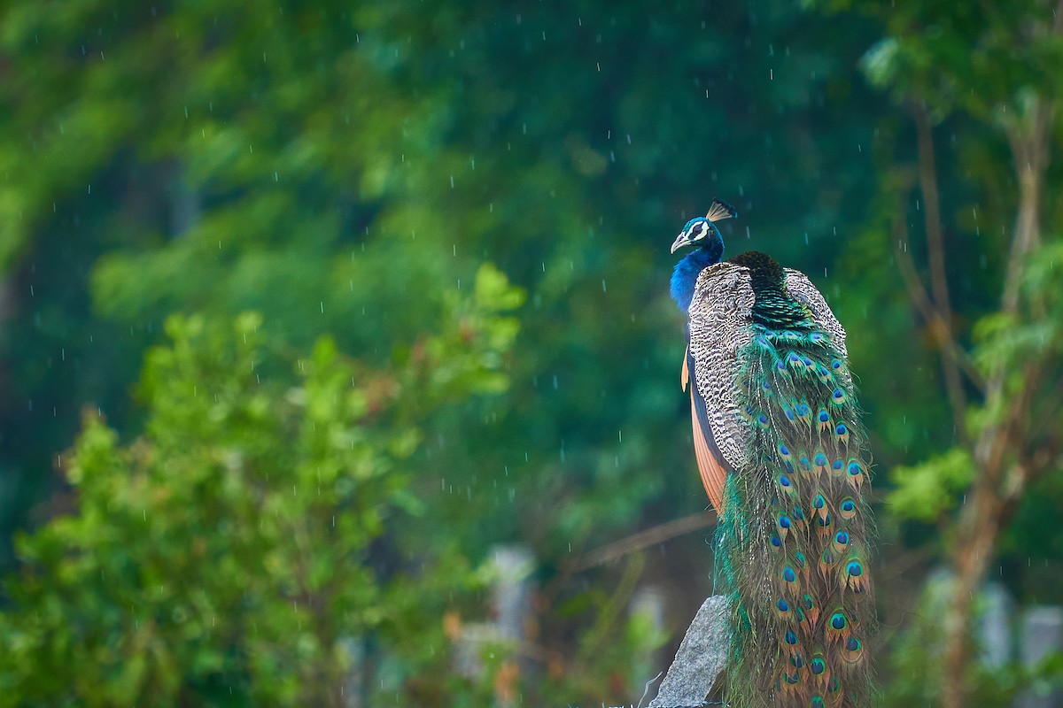 Indian Peafowl - Raghavendra  Pai