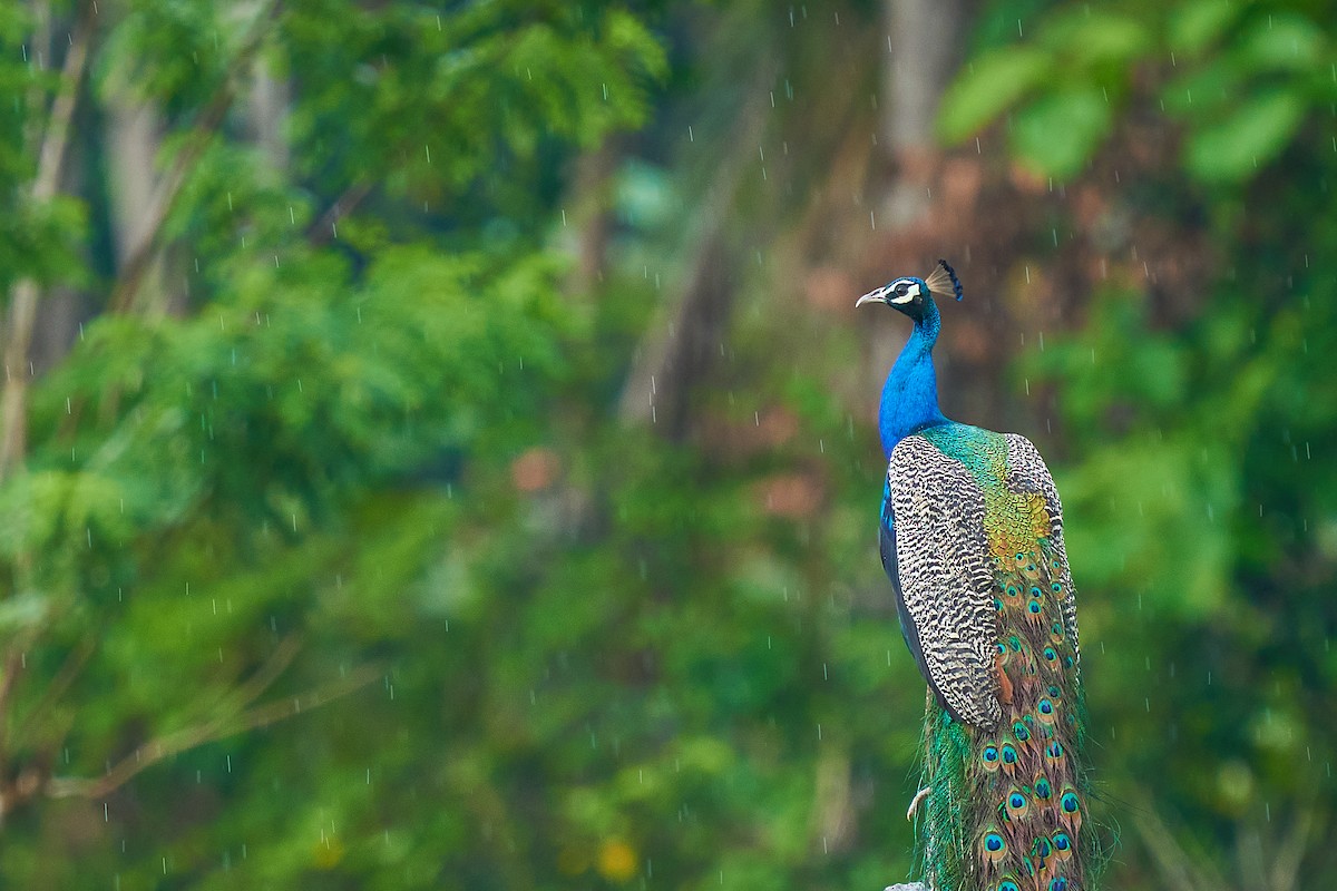 Indian Peafowl - Raghavendra  Pai