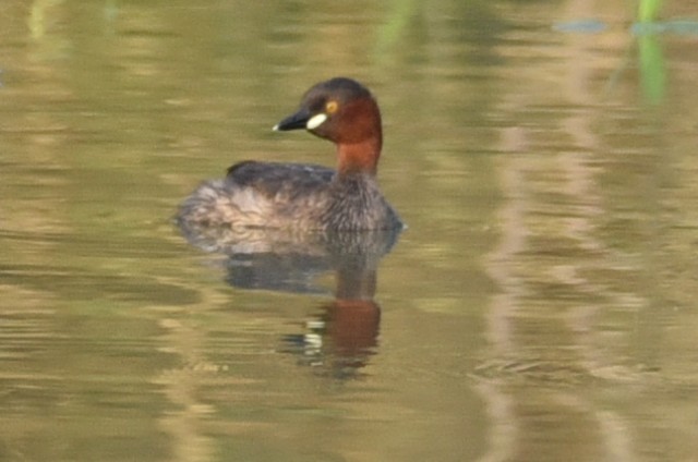 Хурган шунгуур - ML583084221