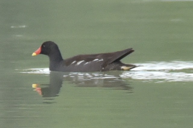 Хажилгат түнжүүр - ML583084281