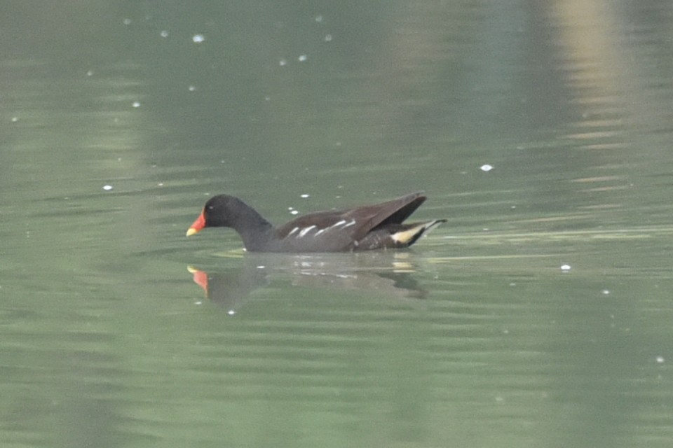 Хажилгат түнжүүр - ML583084291