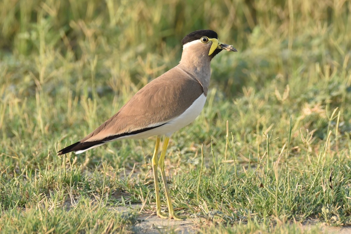 Yellow-wattled Lapwing - ML583084311