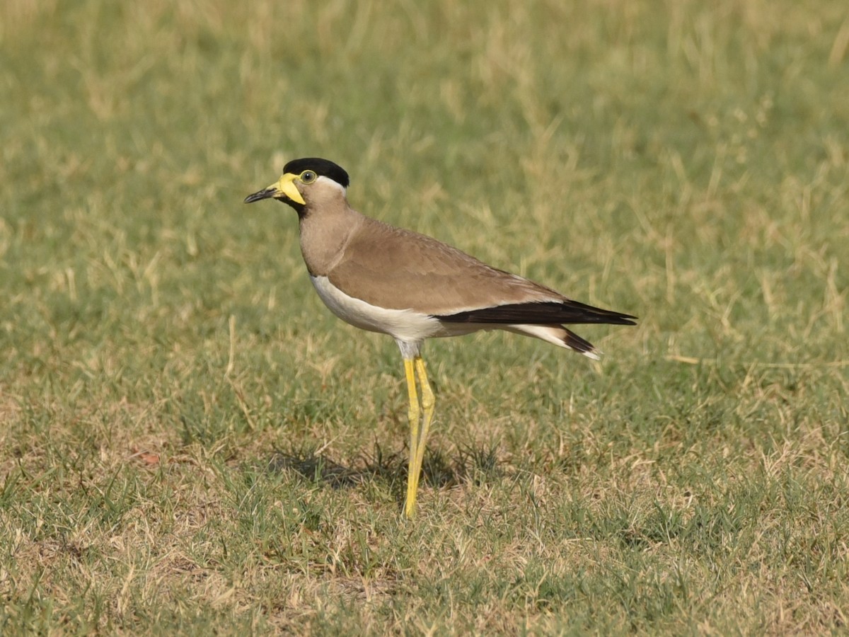 Yellow-wattled Lapwing - ML583084321