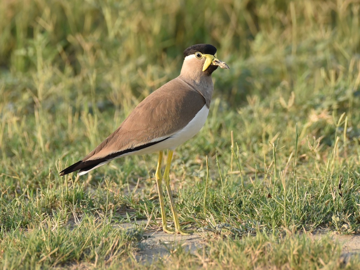 Yellow-wattled Lapwing - ML583084331