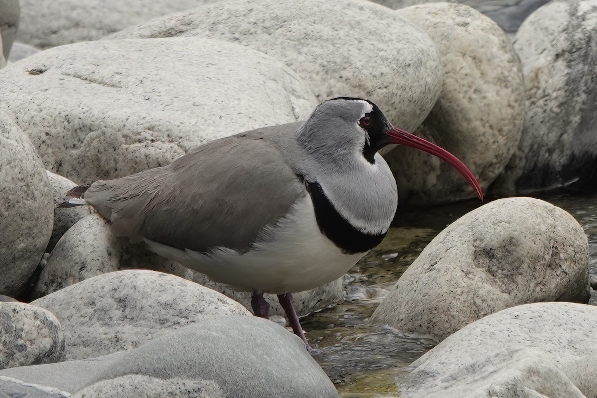 Bec-d'ibis tibétain - ML583084361