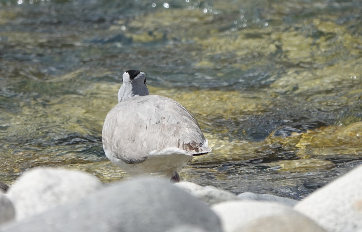 Ibisbill - ML583084371