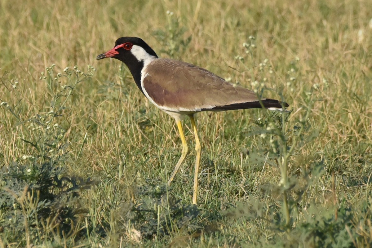 Red-wattled Lapwing - ML583084381