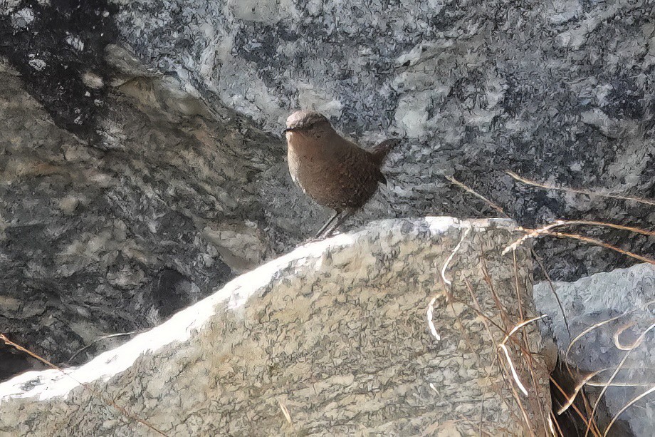 Eurasian Wren - Roman Suffner