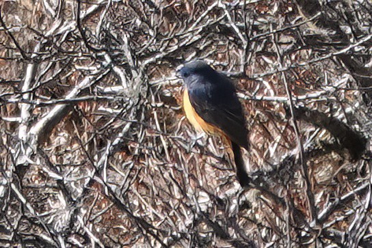 Blue-fronted Redstart - Roman Suffner