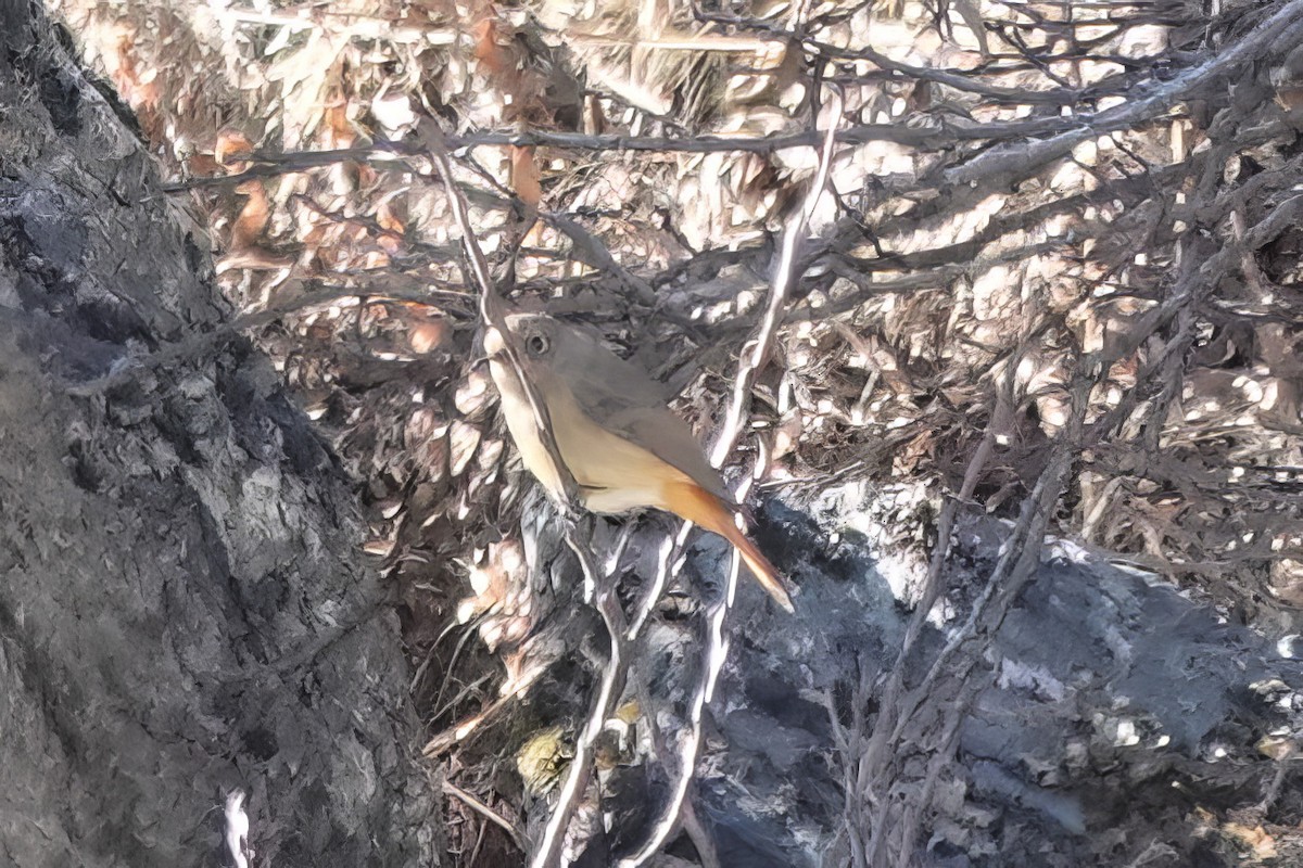 Blue-fronted Redstart - Roman Suffner