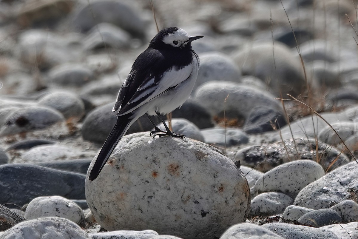 White Wagtail - Roman Suffner