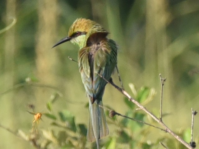 Asian Green Bee-eater - ML583084491