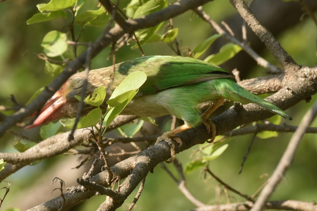 Brown-headed Barbet - ML583084521