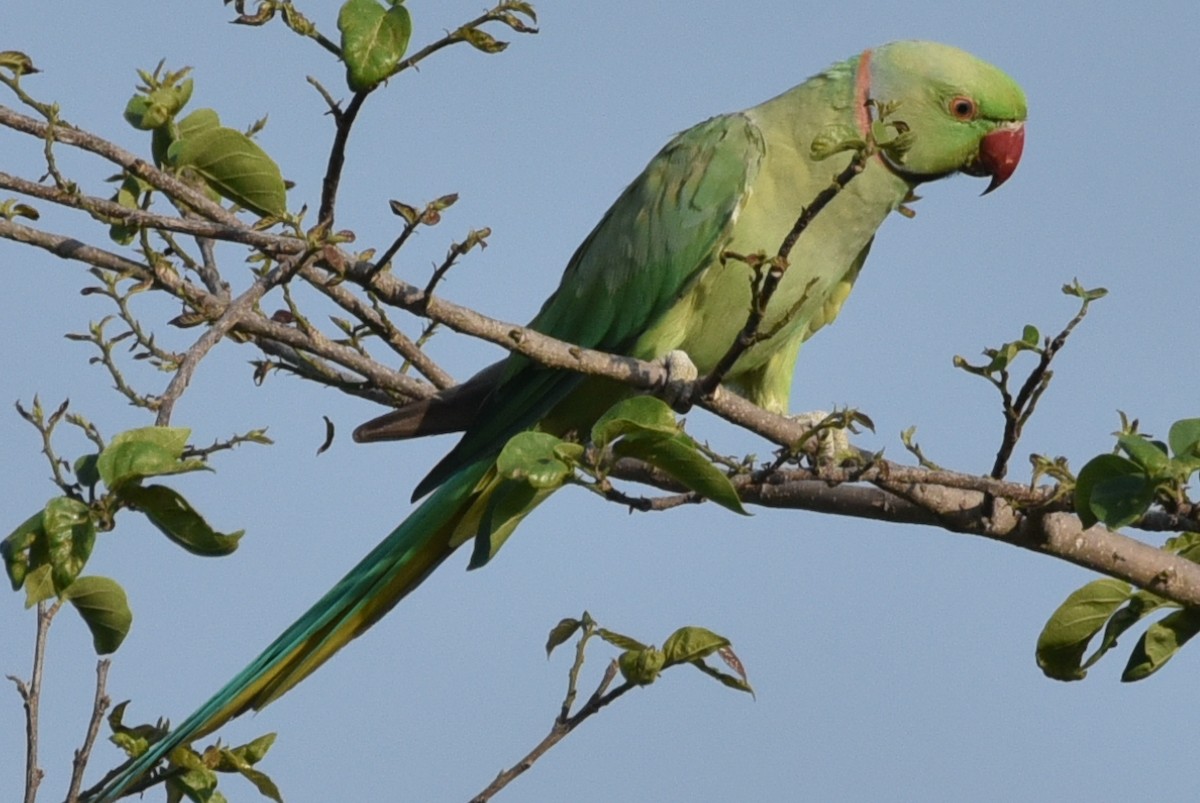 Rose-ringed Parakeet - ML583084541