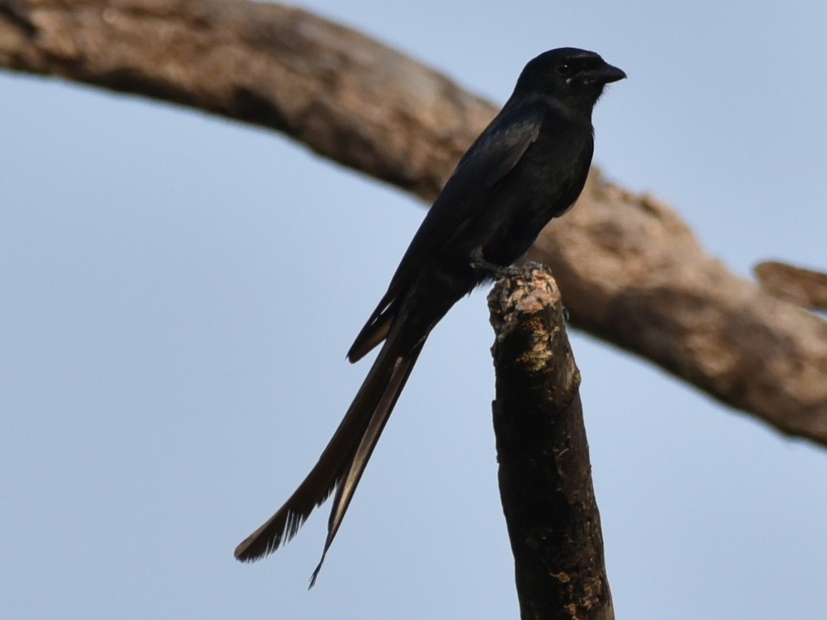 Хар доронго - ML583084551