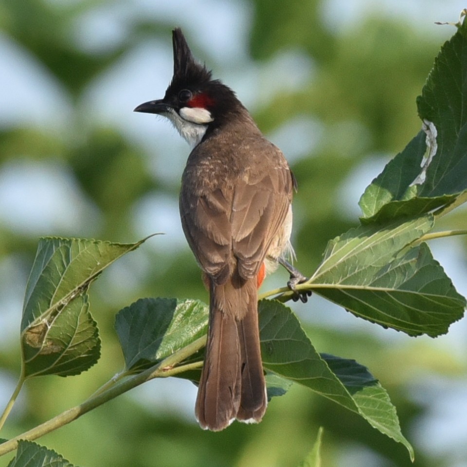 Red-whiskered Bulbul - ML583084571