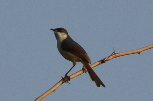 Ashy Prinia - ML583084581