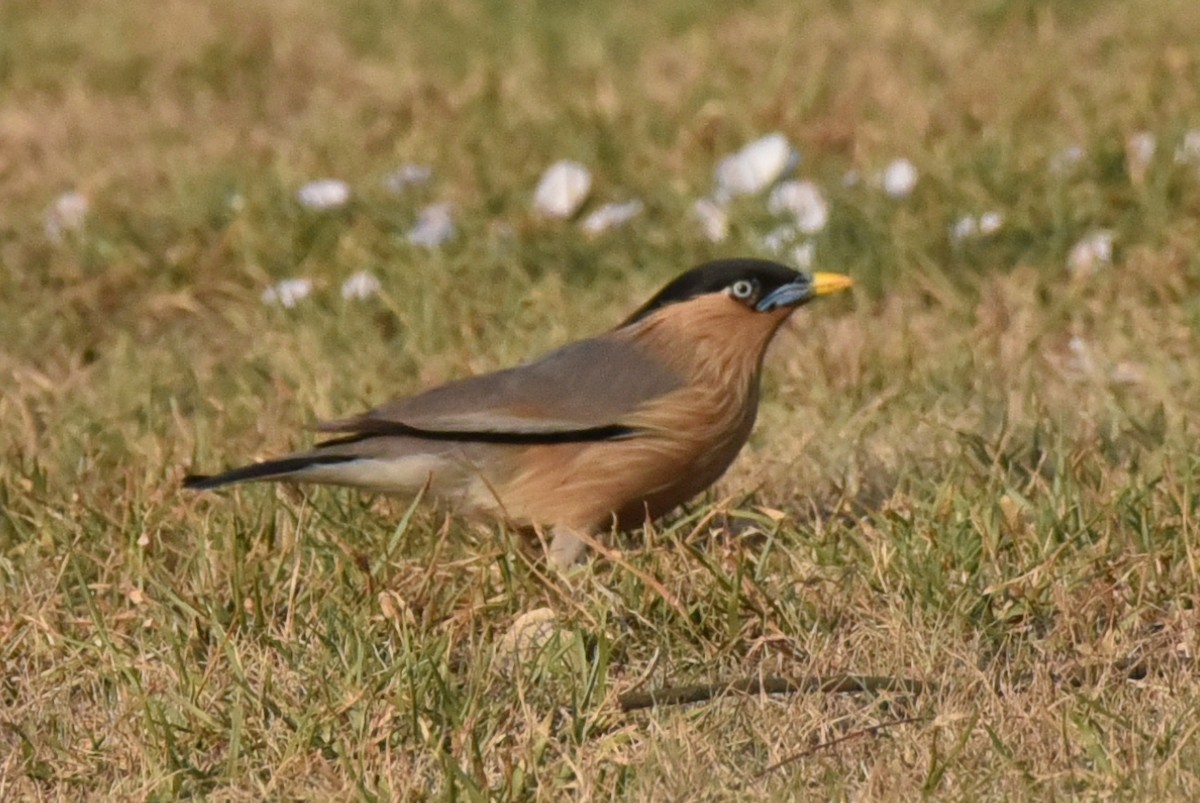 Brahminy Starling - ML583084741