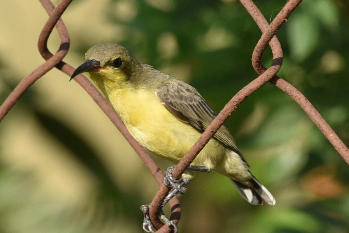 Purple Sunbird - ML583084791